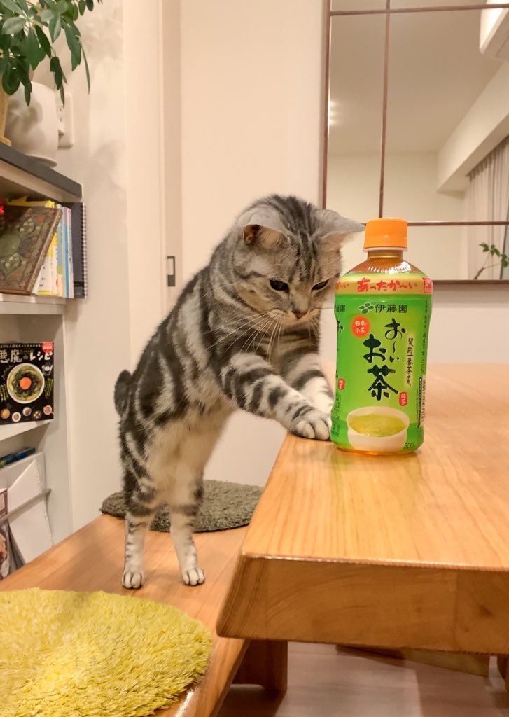 お茶をすすめる猫