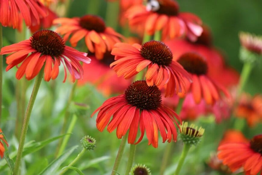 オレンジ色の花を咲かせているエキナセア。中央はいがぐりのように盛り上がっている