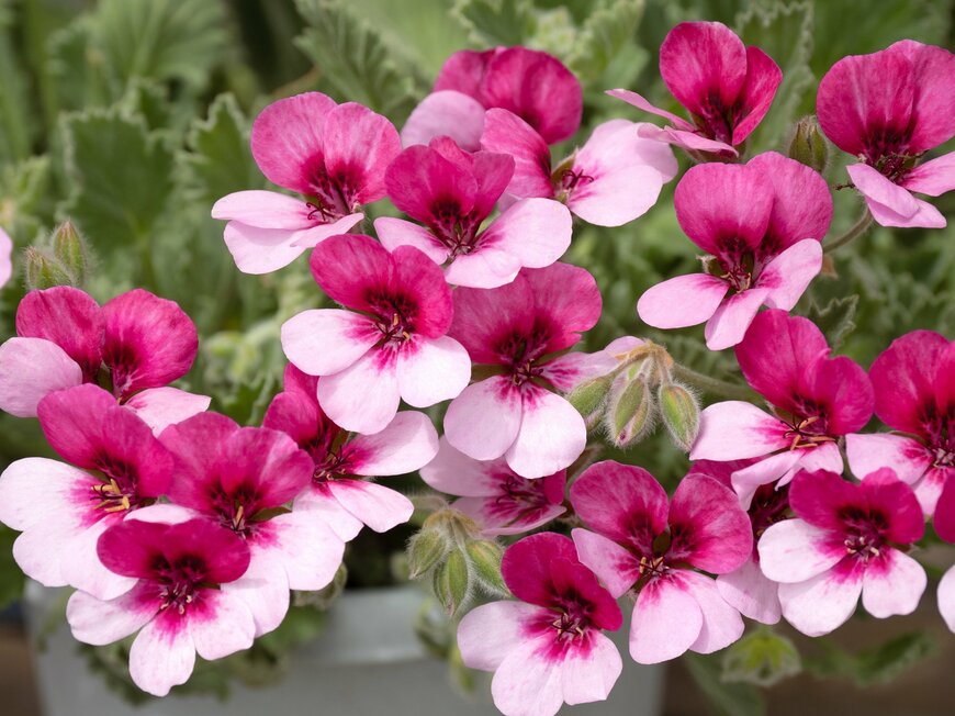 パンジーゼラニウムの花。色はピンク。