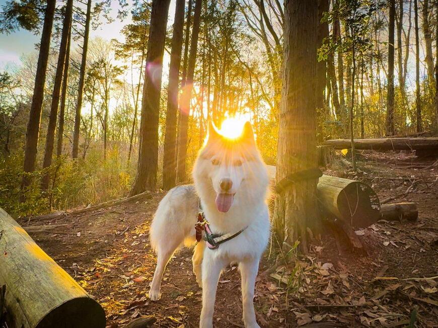 朝日とハスキー犬