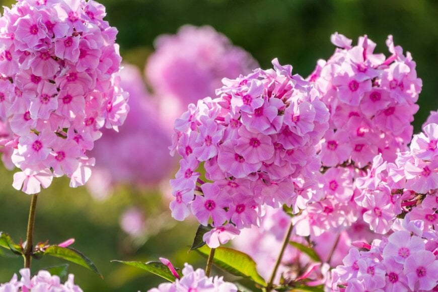 ピンク色の花を咲かせている、宿根フロックス