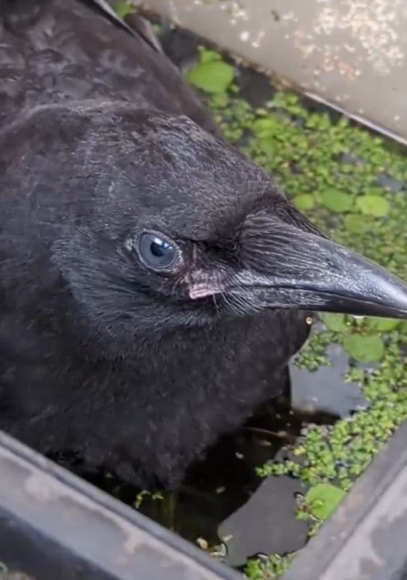まさかのカラスにびっくり