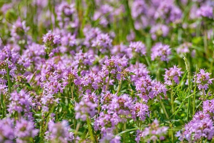 クリーピングタイムのピンクの花
