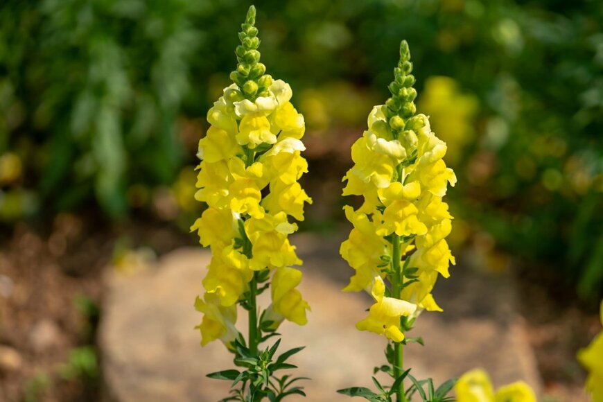 キンギョソウの花が咲いている。色は黄色。背が高い。