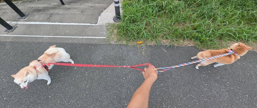 お互いに主張を譲らない犬たち