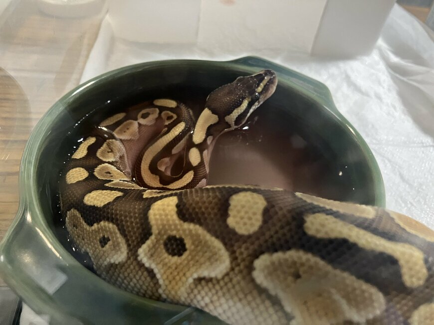 ビタミン剤浴をするハルちゃん