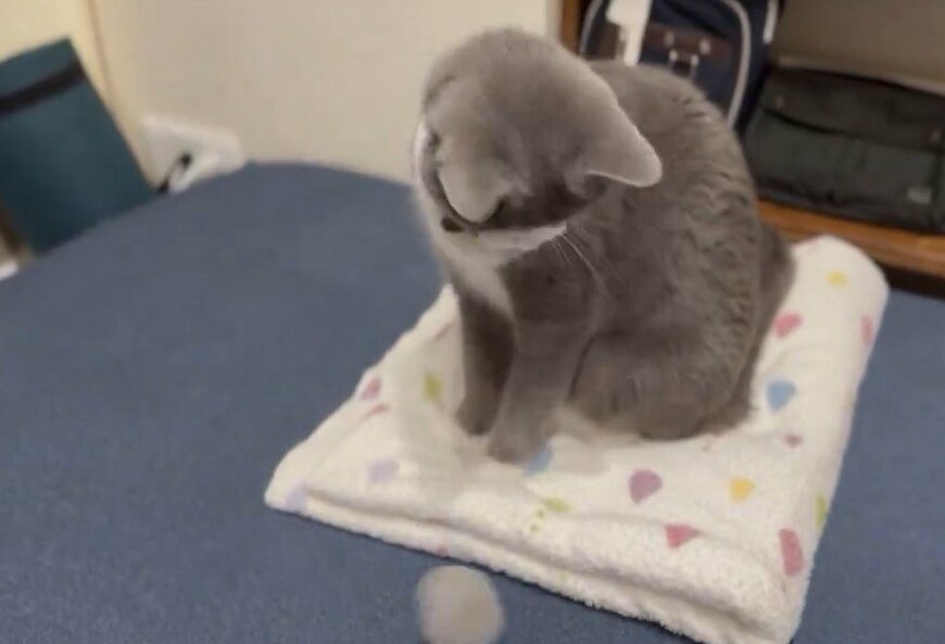毛玉ボールと猫