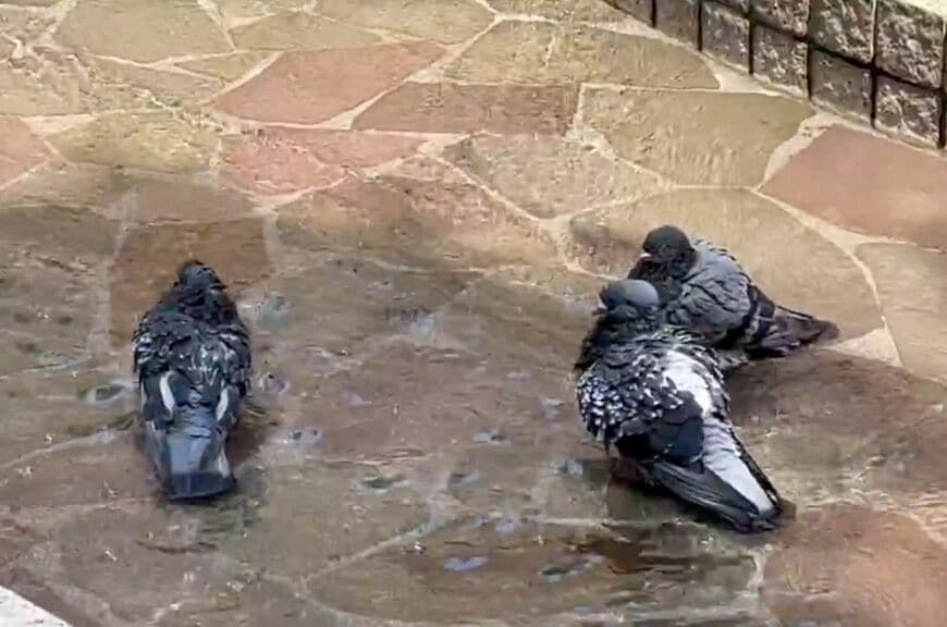 水場でとても気持ち良さそう!