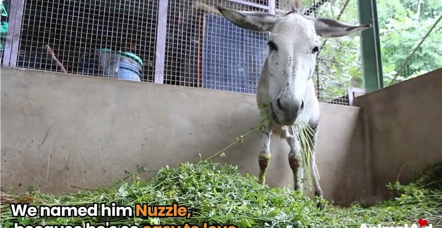 動物病院で干し草を食べるナズル