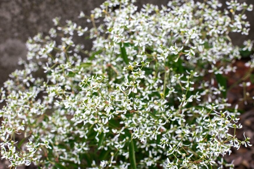 白い花を咲かせている、ユーフォルビア・ダイアモンドフロスト