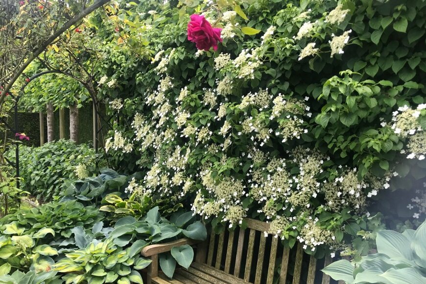 ホスタのある庭