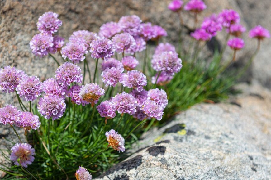アルメリアの花。色はピンク
