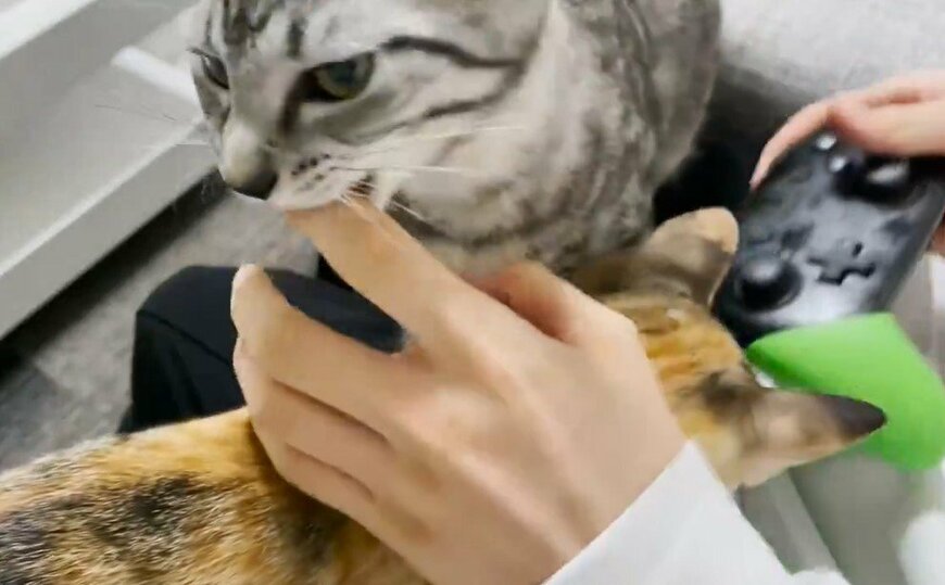 ゲームを全力で阻止する猫