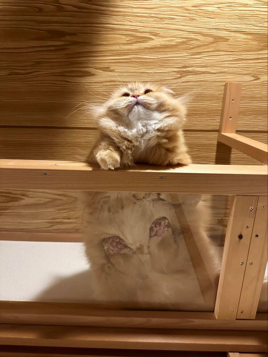 下から見た猫
