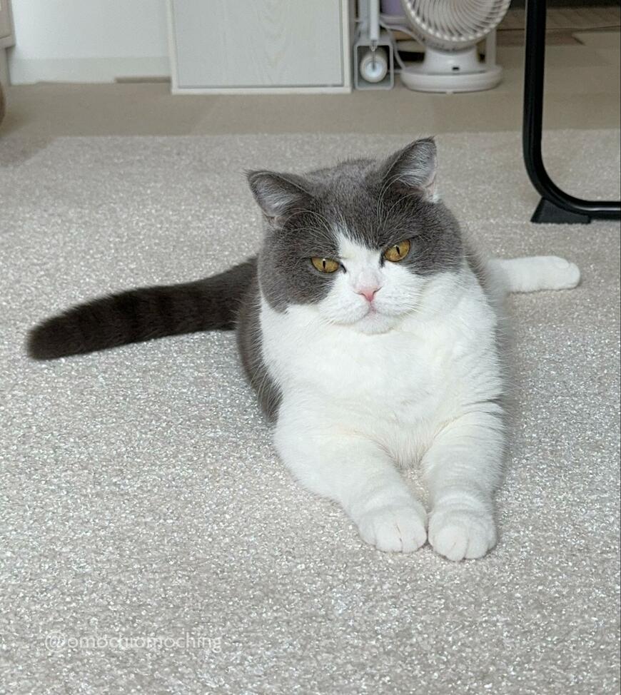 リラックスした様子の猫