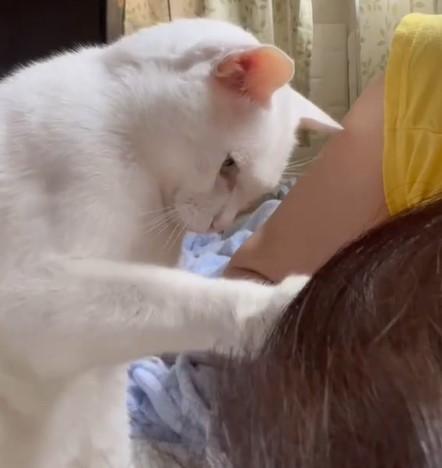 トントンする猫