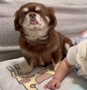 座ったまま眠っている犬