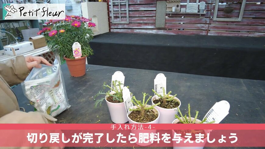 プチ・フルール（@petit_fleur）さん投稿動画のキャプチャ