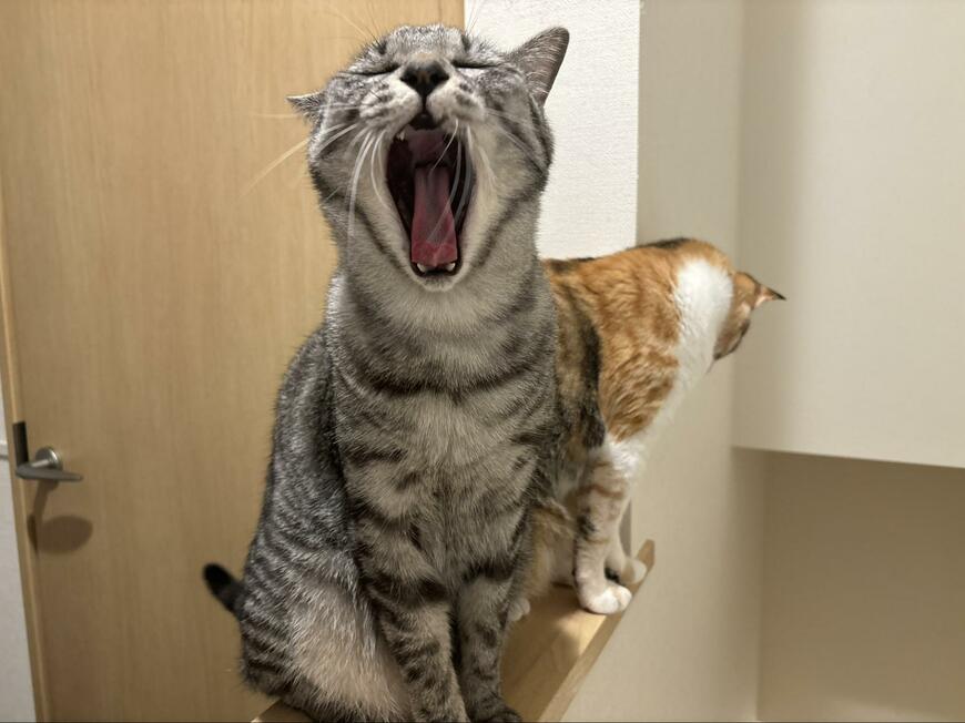 リラックスする猫