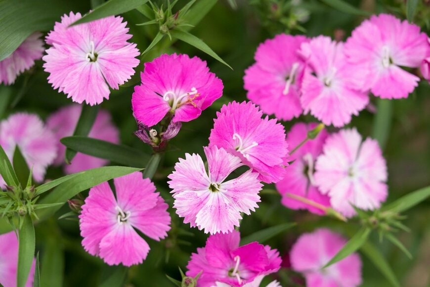 ピンク色の花を咲かせている、ナデシコ