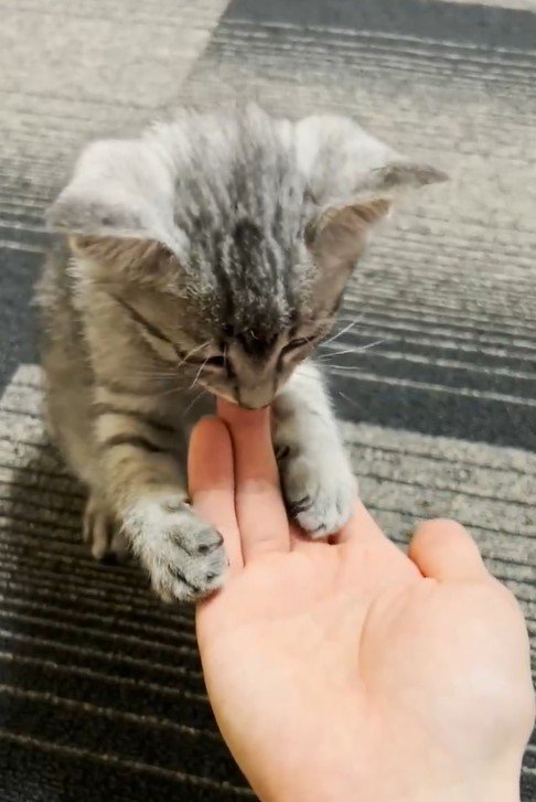 子猫と手