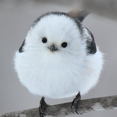まんまるでふわふわのシマエナガ