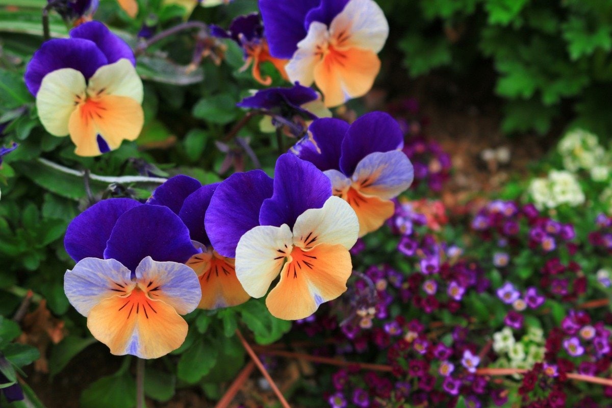 冬のガーデニング】寄せ植えにしても素敵！初心者にオススメ「冬に咲く