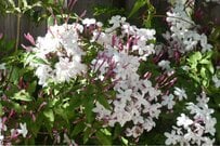 ベランダ・小さな庭にもおすすめ《おしゃれなつる性植物3選》よい香りや可憐な花を毎年楽しめる低木・多年草