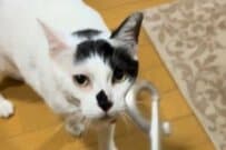 保護猫を「散歩に行こう」と誘ってみたら　まさかの結末に「めっちゃキレてる」