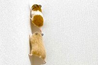 壁を登る3匹のハムスターに隠された「まさかの事実」が話題に　「びっくりしました！」