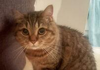 【しょんぼり】怒られた猫ちゃんの表情に癒される人続出！コメント欄「不服そうなお顔！可愛い！」の声