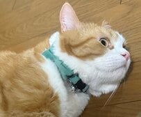 お目目ぱっちり開けてゴロン　瞳孔を開いたまま横になった猫ちゃんは…　まさか寝てる？！　ちょっとホラーなのに笑える