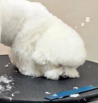 【ワンちゃんがトリミング中に眠ってしまった…】ぽやぽやした寝ぼけ顔に癒される人続出！キュートなビフォーアフターにも注目です