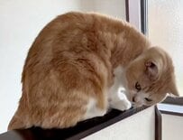 【どうしても寝転びたい猫】努力した結果→予想外の展開に思わず笑ってしまう