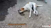 首しか動かせなかった犬　立ち上がって元気な笑顔を見せられるまでの軌跡に「たくさんの愛に感謝」