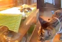 「留守番中のペットカメラがとんでもなかった」留守番中の猫が亀に見せた思わぬ姿にほっこり