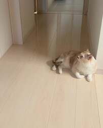 外出したパパの部屋を眺める猫　パパが帰宅した後、まさかの様子に悶絶