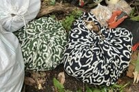 青森県・八甲田で発見した「えげつない量」の山の恵み　15キロ以上の物体に思わず目を疑う