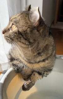 【まさか】猫が「水職人」に変身？思わず目を疑う技に「さすが職人」と反響続出