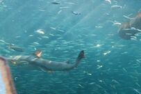 水族館で撮影されたサメの写真　まさかのタイミングで写り込んだ「エイ」に6万いいね