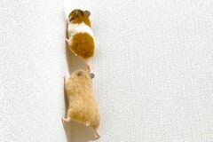 壁を登る3匹のハムスターに隠された「まさかの事実」が話題に　「びっくりしました！」