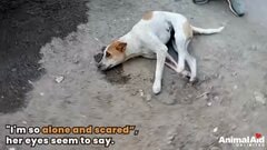 首しか動かせなかった犬　立ち上がって元気な笑顔を見せられるまでの軌跡に「たくさんの愛に感謝」