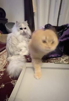 「妖怪だ…」芸術点が高すぎる猫ドリルに目を疑う　元の姿とのギャップにホッコリ