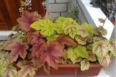 日陰の玄関が映える「今が植えどきの多年草」おすすめ6選！植えっぱなしでも鉢植えでもOKです
