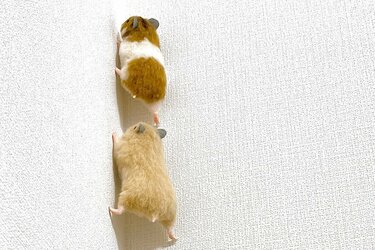 壁を登る3匹のハムスターに隠された「まさかの事実」が話題に