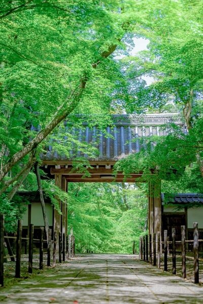 緑が美しい光明寺