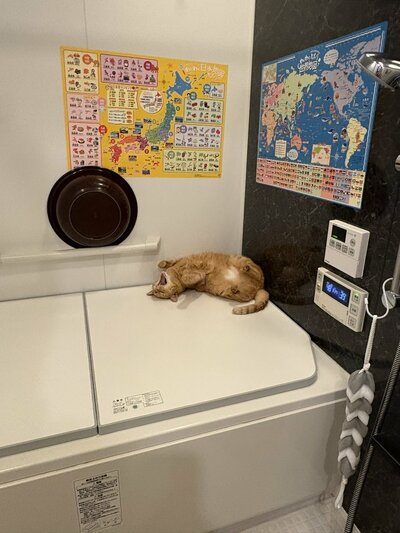 お風呂で寝そべるこいもちゃん