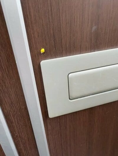 鍵を開けようと思ったら見つけた黄色い虫