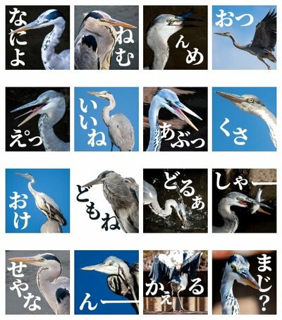 撮影したアオサギで作ったLINEスタンプ