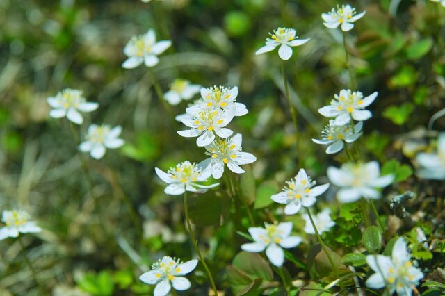 【12月の多年草ガーデニング】日陰・寒さに強い多年草6選。冬もナチュラルガーデンがオシャレ